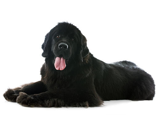 Newfoundland dog coat best sale